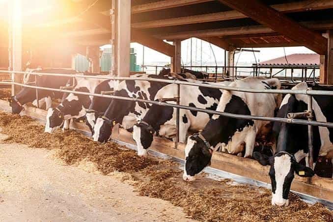 How To Get Dairy Farm Loan Scheme With Government Subsidy